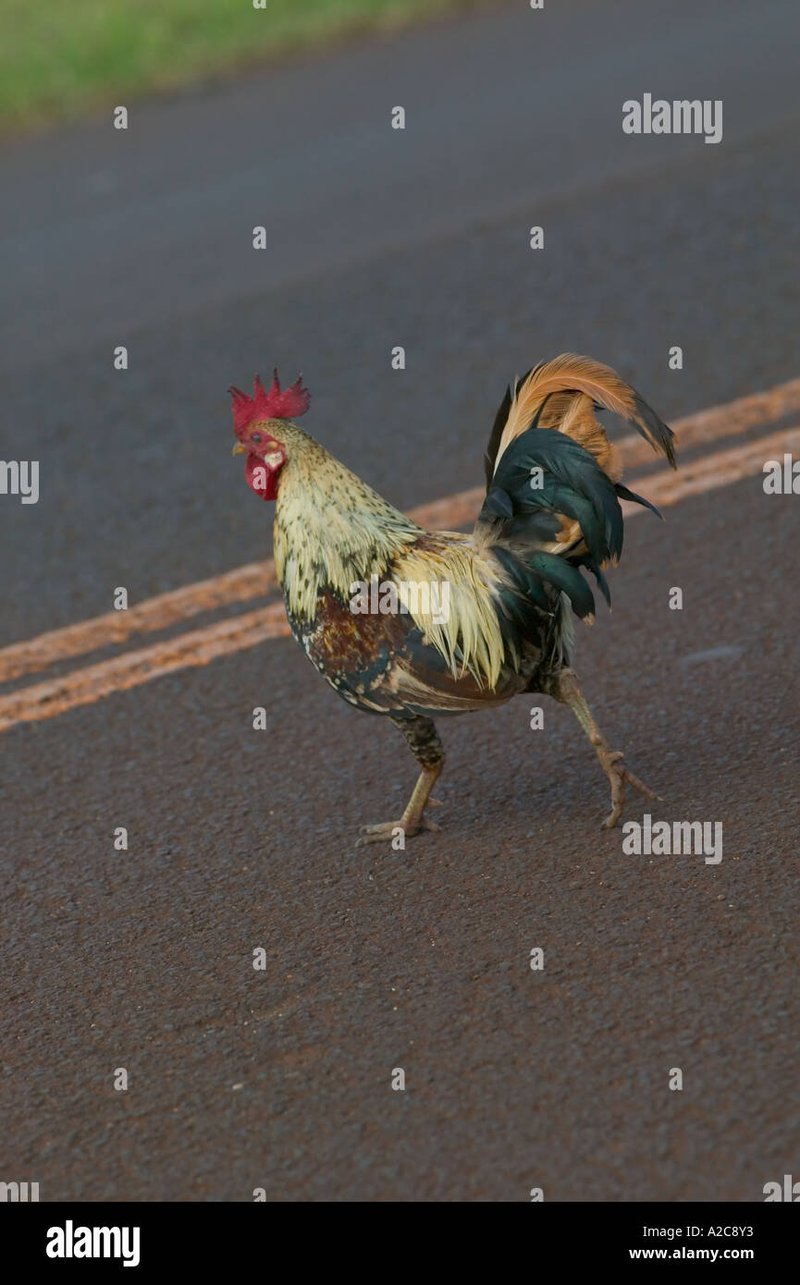 Juego chicken road - Conoce el Exclusivo Juego de Azar en Chicken Road Casino España